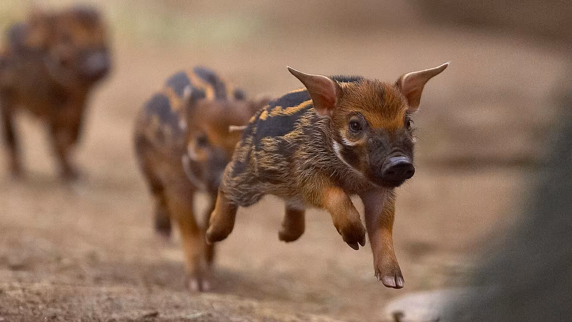 Wild Boar